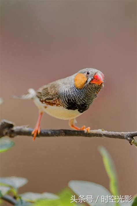 珍珠鳥幼鳥|珍珠鳥(錦花鳥)：飼養及繁殖技巧 – 寵物百科